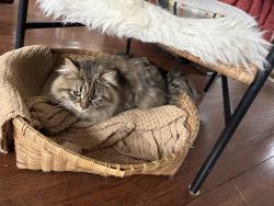 Found/Stray Male Cat last seen Near Selby Ave St Paul, Saint Paul, MN 55104