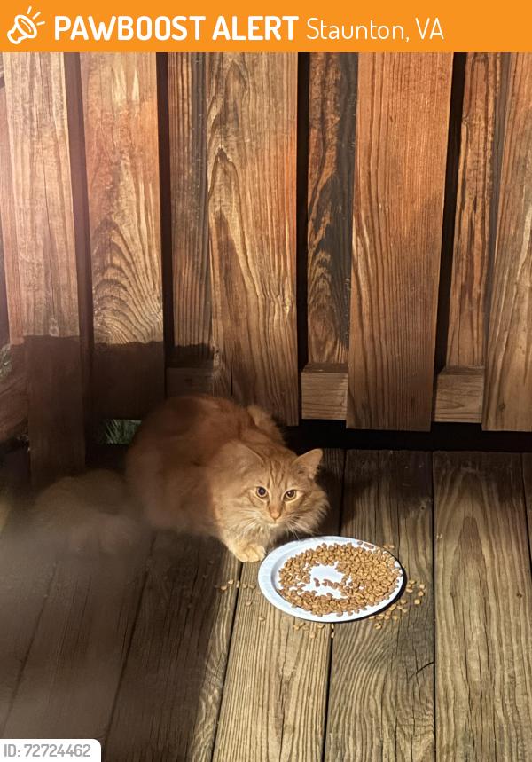 Found/Stray Unknown Cat last seen Near Betsy Bell Road Heritage apmts , Staunton, VA 24401