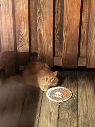Found/Stray Unknown Cat last seen Near Betsy Bell Road Heritage apmts , Staunton, VA 24401