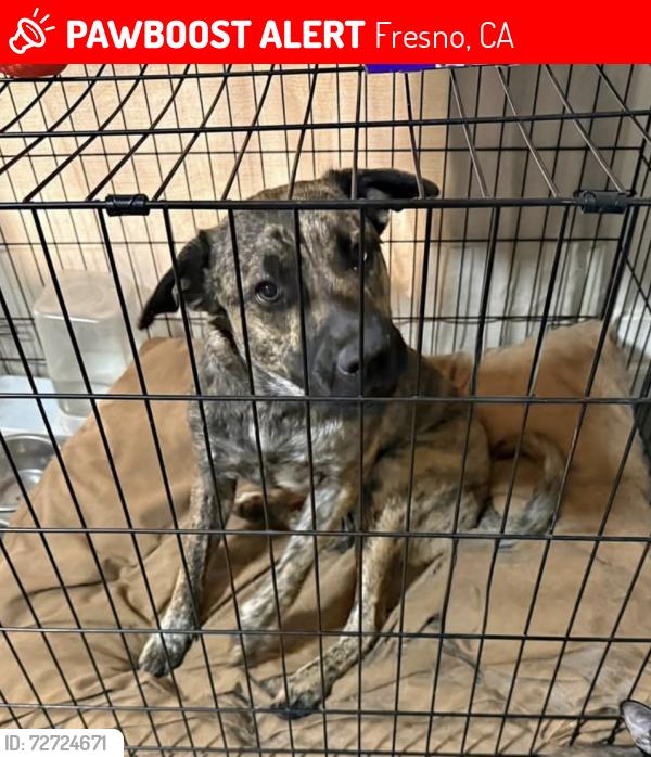 Lost Male Dog last seen Olive Ave., Fresno, CA 93728