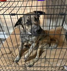 Lost Male Dog last seen Olive Ave., Fresno, CA 93728