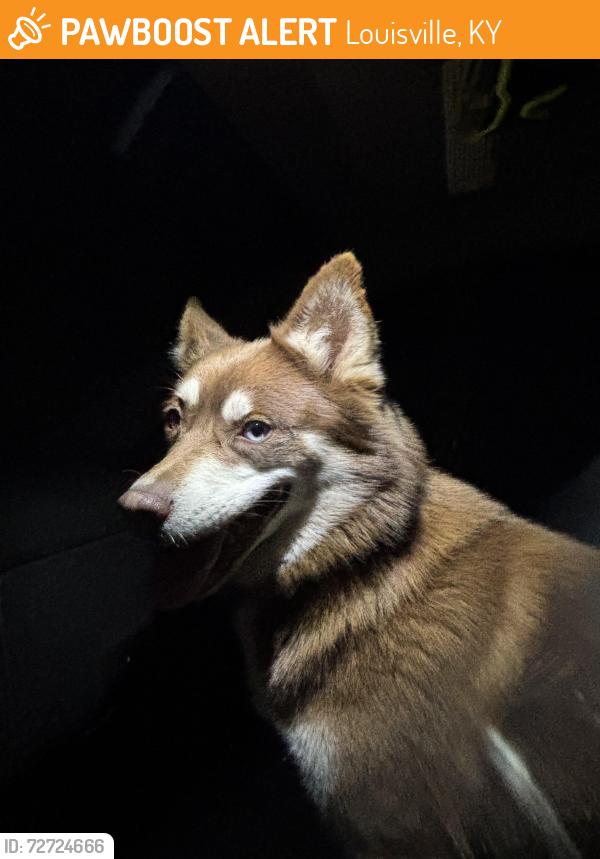 Found/Stray Unknown Dog last seen fisherman park, Louisville, KY 40299