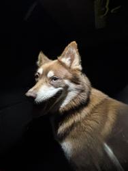 Found/Stray Unknown Dog last seen fisherman park, Louisville, KY 40299
