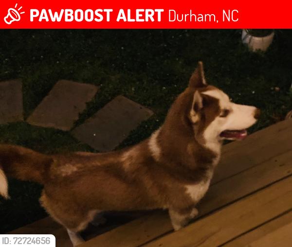 Lost Unknown Dog last seen Liberty St, Durham, NC 27701