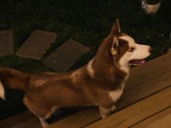 Lost Unknown Dog last seen Liberty St, Durham, NC 27701