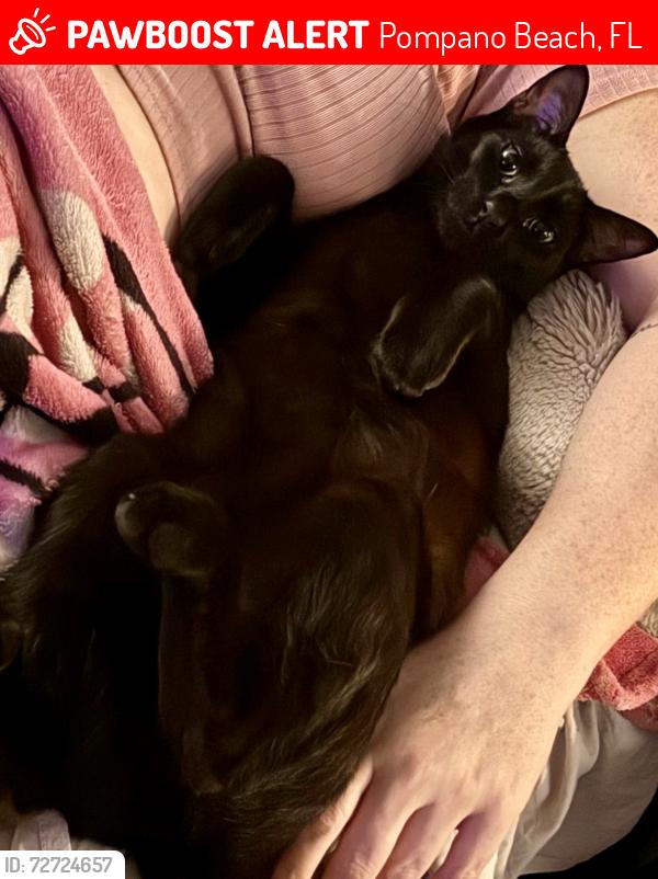 Lost Male Cat last seen Sample Rd. , Pompano Beach, FL 33064