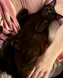 Lost Male Cat last seen Sample Rd. , Pompano Beach, FL 33064