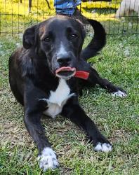 Lost Male Dog last seen Near highway 2 running up towards the street , Corinth, MS 38834