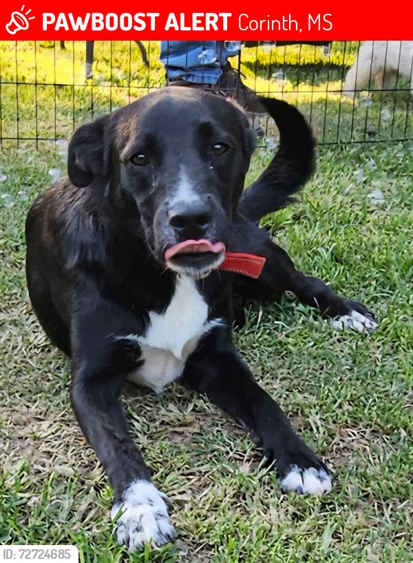 Lost Male Dog last seen Near highway 2 running up towards the street , Corinth, MS 38834