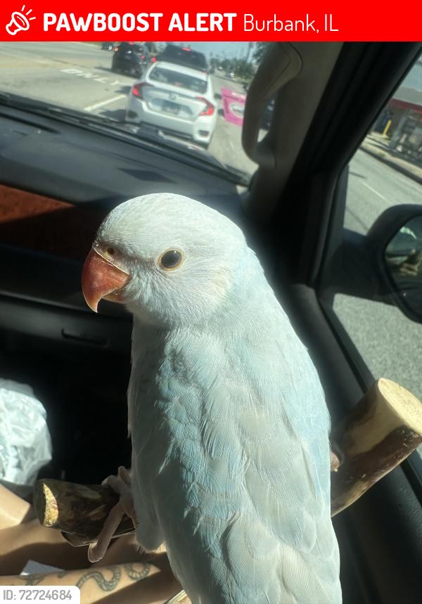 Lost Male Bird last seen 80th lawler, Burbank, IL 60459