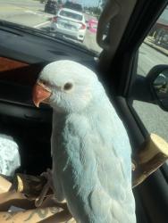 Lost Male Bird last seen 80th lawler, Burbank, IL 60459