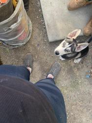 Found/Stray Unknown Dog last seen Near Smart & Final, Antioch, CA 94509
