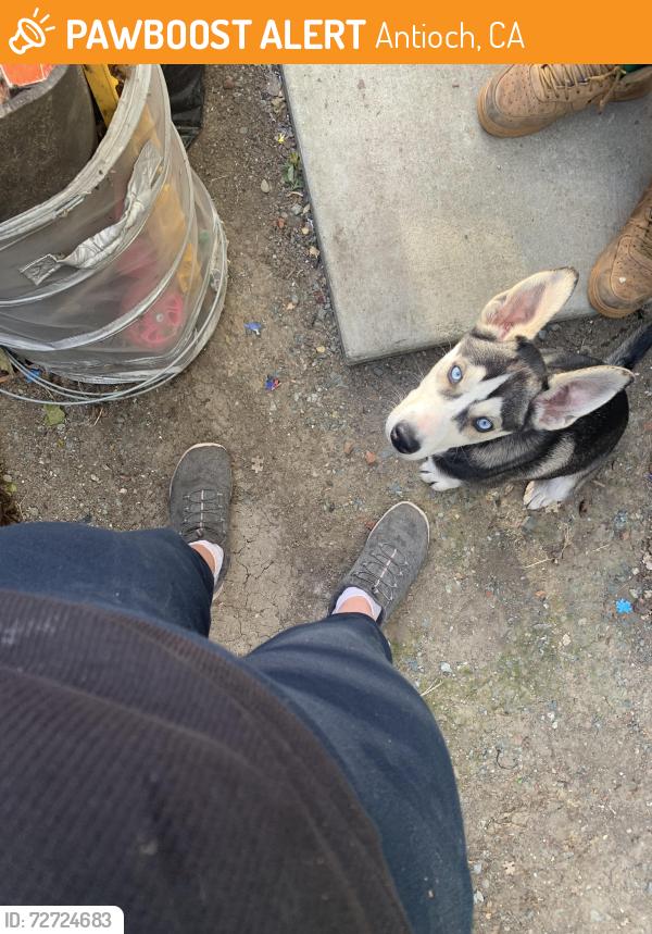 Found/Stray Unknown Dog last seen Near Smart & Final, Antioch, CA 94509