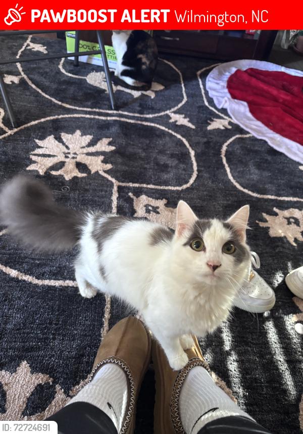Lost Male Cat last seen Salvation Army, Wilmington, NC 28409