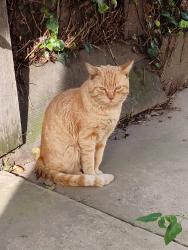 Found/Stray Male Cat last seen Princess Anne Drive, San Jose, CA 95128   Next to Del Mar High School, San Jose, CA 95128