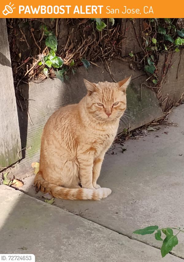 Found/Stray Male Cat last seen Princess Anne Drive, San Jose, CA 95128   Next to Del Mar High School, San Jose, CA 95128