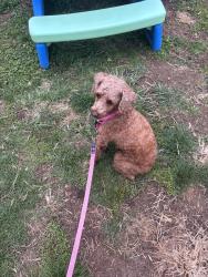 Lost Female Dog last seen 65th and haverford rd, Philadelphia, PA 19151