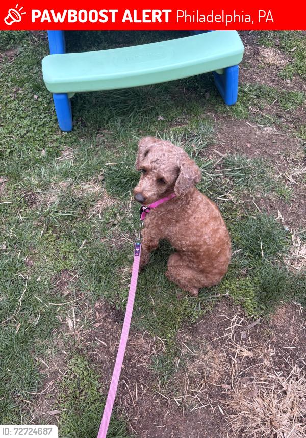 Lost Female Dog last seen 65th and haverford rd, Philadelphia, PA 19151