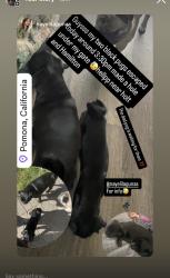 Lost Female Dog last seen Holt and Hamilton , Pomona, CA 91768