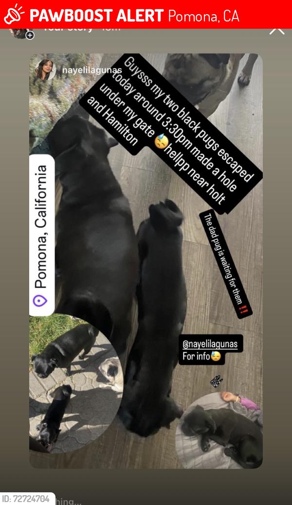 Lost Female Dog last seen Holt and Hamilton , Pomona, CA 91768