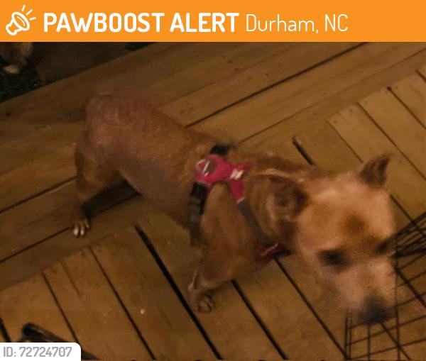 Found/Stray Unknown Dog last seen Liberty St, Durham, NC 27701