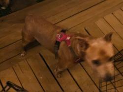 Found/Stray Unknown Dog last seen Liberty St, Durham, NC 27701