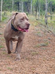 Lost Male Dog last seen Shelton Drive and Fitzsimmons Rd, Bailey, CO 80421