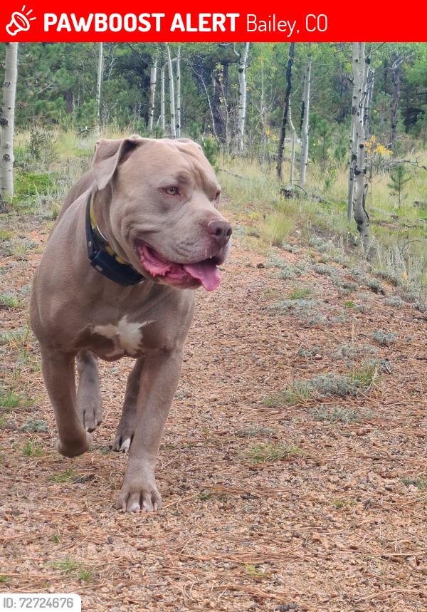 Lost Male Dog last seen Shelton Drive and Fitzsimmons Rd, Bailey, CO 80421