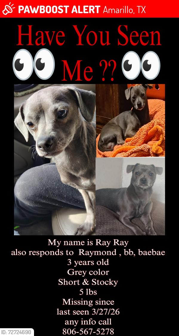 Lost Male Dog last seen 6th Street Amarillo Texas , Amarillo, TX 79106