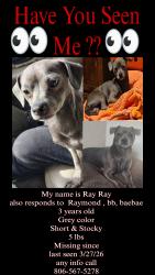 Lost Male Dog last seen 6th Street Amarillo Texas , Amarillo, TX 79106