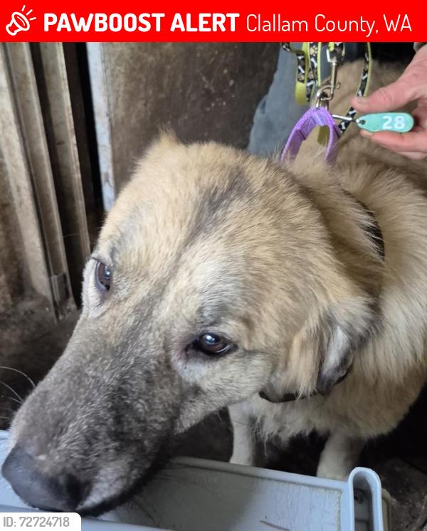 Lost Female Dog last seen Railroad Bridge Park, Clallam County, WA 98382