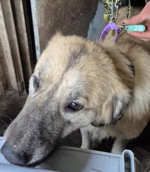 Lost Female Dog last seen Railroad Bridge Park, Clallam County, WA 98382