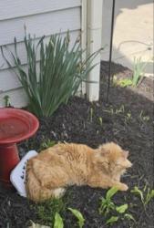 Lost Male Cat last seen Kingsley, Reynoldsburg, OH 43068