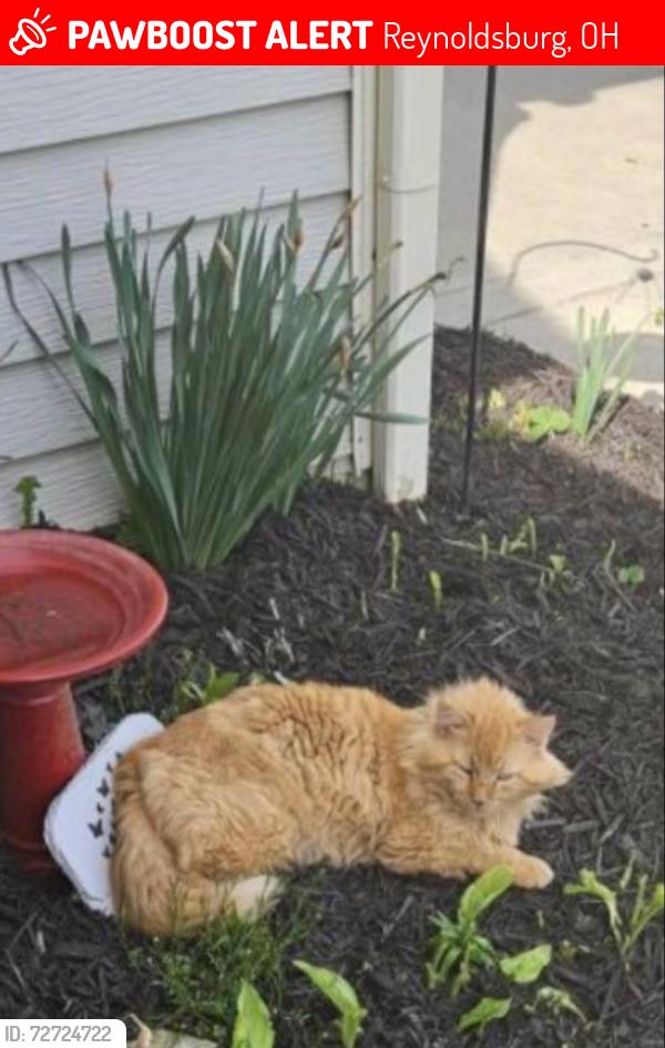 Lost Male Cat last seen Kingsley, Reynoldsburg, OH 43068