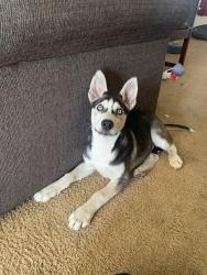 Found/Stray Unknown Dog last seen Near Smart & Final on Summersville , Antioch, CA 94509