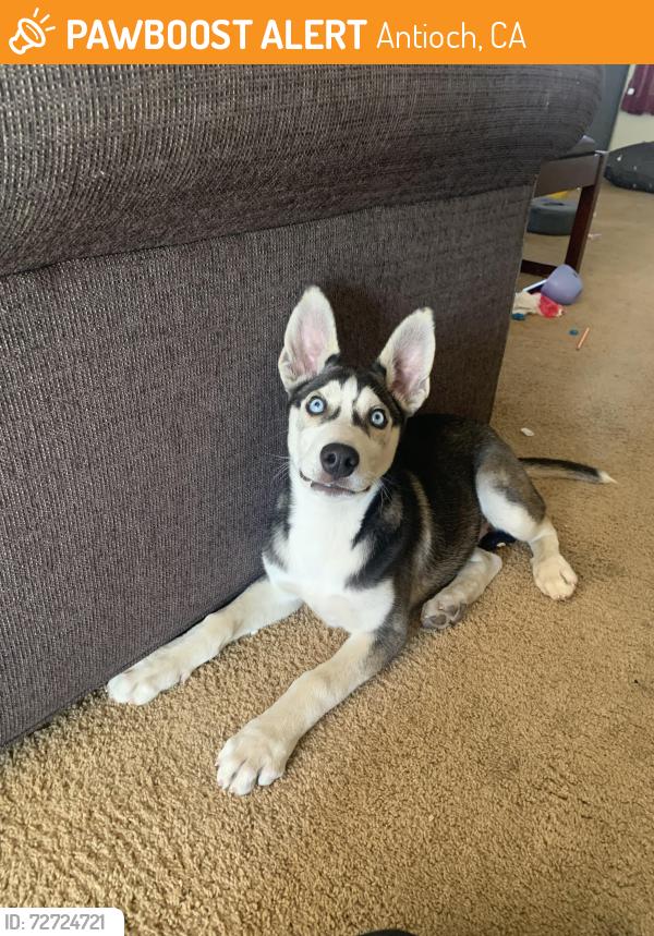 Found/Stray Unknown Dog last seen Near Smart & Final on Summersville , Antioch, CA 94509