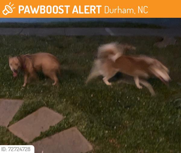 Found/Stray Unknown Dog last seen Liberty St, Durham, NC 27701