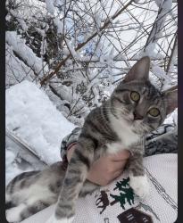Lost Male Cat last seen Near Charles st, Coatesville, PA 19320