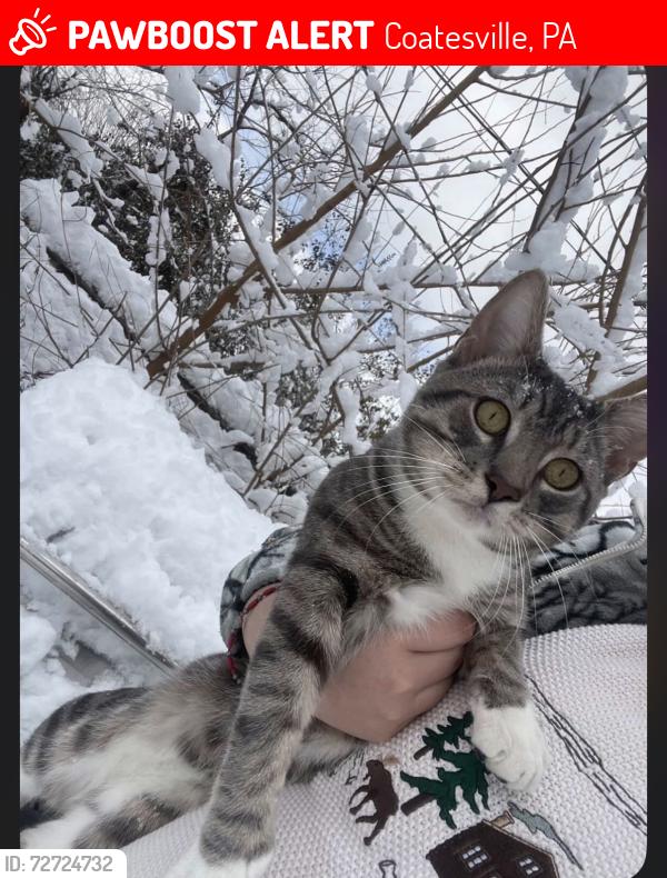 Lost Male Cat last seen Near Charles st, Coatesville, PA 19320
