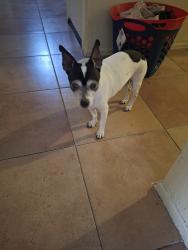 Found/Stray Male Dog last seen 63rd ave and bell, Glendale, AZ 85308