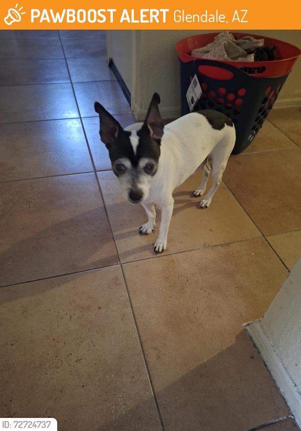 Found/Stray Male Dog last seen 63rd ave and bell, Glendale, AZ 85308