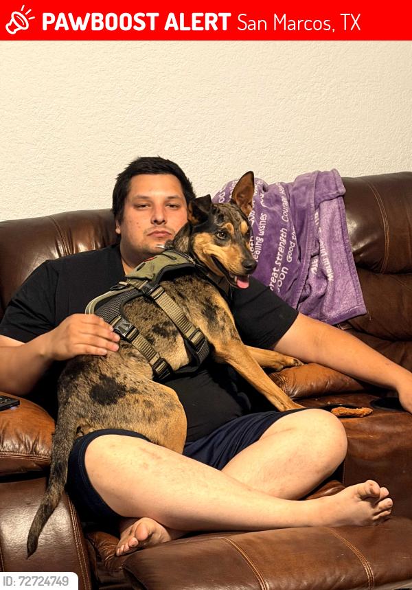 Lost Male Dog last seen Industrial fork, San Marcos, TX 78666
