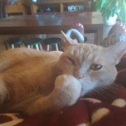 Lost Male Cat last seen Tablazon meadows, Bernalillo County, NM 87059