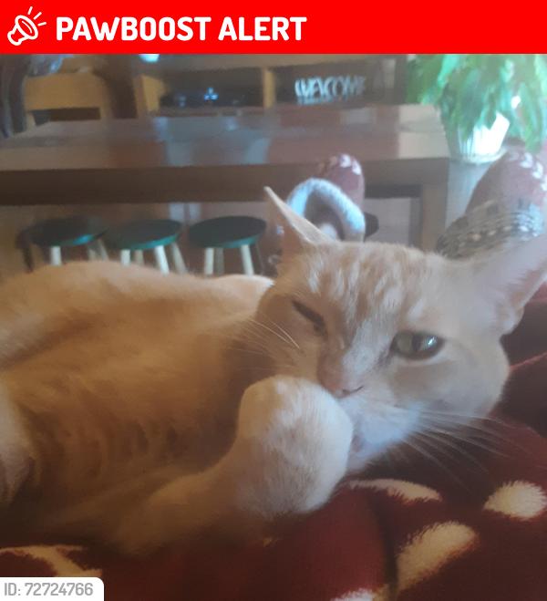Lost Male Cat last seen Tablazon meadows, Bernalillo County, NM 87059
