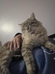 Lost Male Cat last seen Washington and North & South, St. Louis, MO 63114