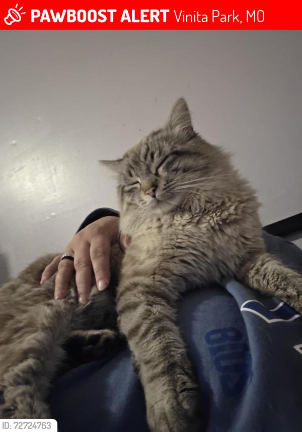 Lost Male Cat last seen Washington and North & South, St. Louis, MO 63114