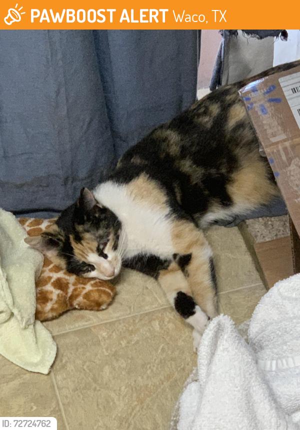 Found/Stray Female Cat last seen Lake air /Sanger / Hawthorne , Waco, TX 76710