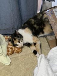 Found/Stray Female Cat last seen Lake air /Sanger / Hawthorne , Waco, TX 76710