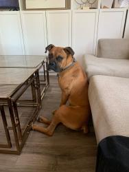 Lost Male Dog last seen Mecham and jewetta, Bakersfield, CA 93312