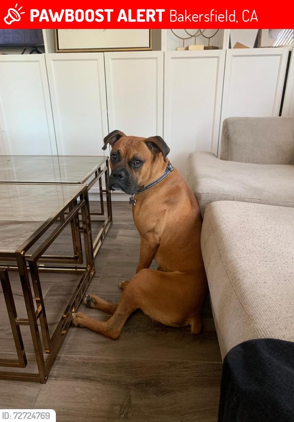 Lost Male Dog last seen Mecham and jewetta, Bakersfield, CA 93312